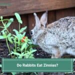 Do Rabbits Eat Zinnias? What You Should Know! (2022)