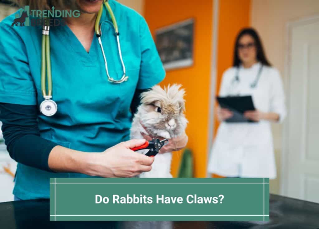 Do Rabbits Have Claws? (2024)