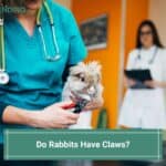 Do Rabbits Have Claws? (2023)