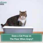 Does-a-Cat-Poop-on-the-Floor-When-Angry-template