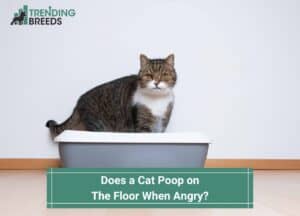 Does-a-Cat-Poop-on-the-Floor-When-Angry-template