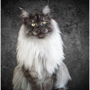 European-Maine-Coon-Cattery