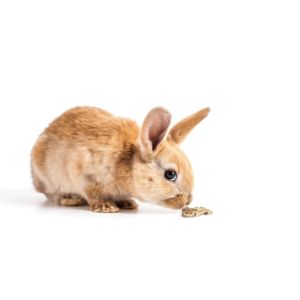 How-Long-Can-A-Baby-Rabbit-Go-Without-Food
