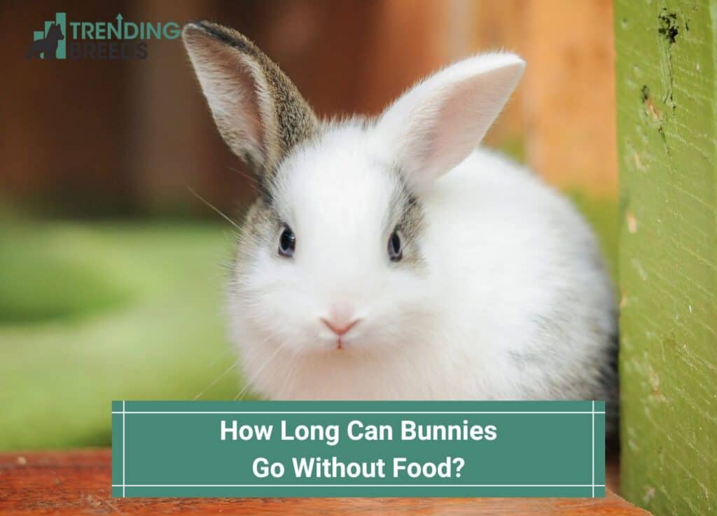 How-Long-Can-Bunnies-Go-Without-Food-template