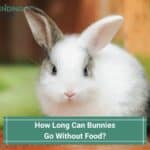 How Long Can Bunnies Go Without Food? (2023)