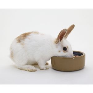 How-Often-Do-Bunnies-Need-To-Eat