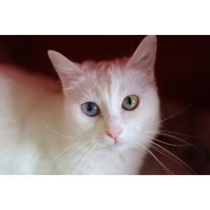 How-To-Choose-the-Best-Cat-Breeders-in-Ottawa
