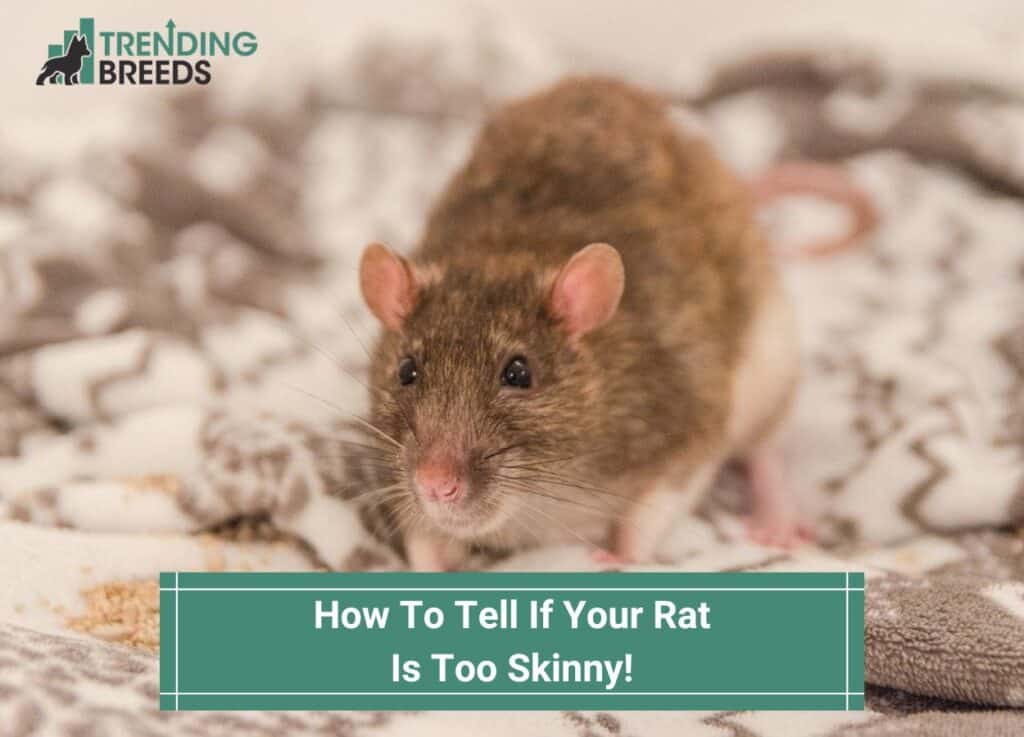 How-To-Tell-If-Your-Rat-Is-Too-Skinny-template