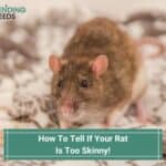 How To Tell If Your Rat Is Too Skinny? (2023)