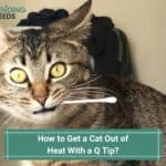 How to Get a Cat Out of Heat with a Q Tip? Step By Step Guide! (2023)