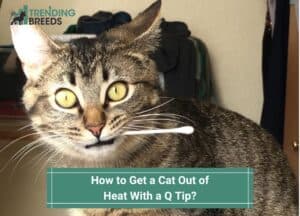 How-to-Get-a-Cat-Out-of-Heat-with-a-Q-Tip-template