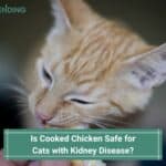 Is-Cooked-Chicken-Safe-for-Cats-With-Kidney-Disease-template