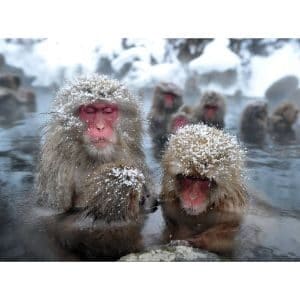 Japanese-Macaques