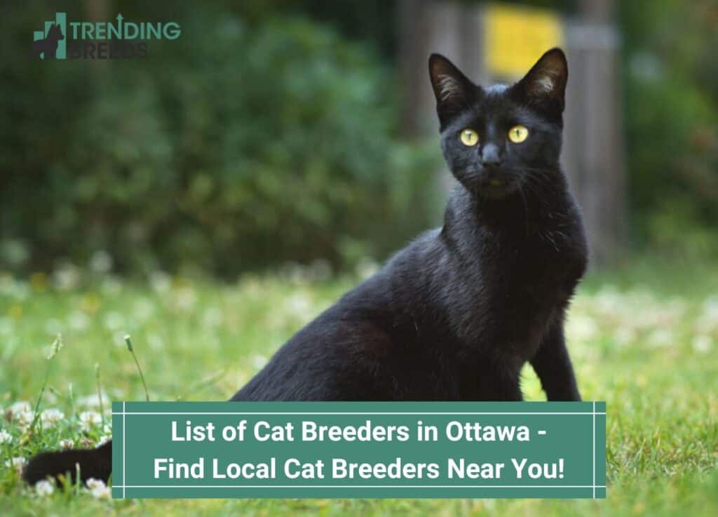 List-of-Cat-Breeders-in-Ottawa-Find-Local-Cat-Breeders-Near-You-template