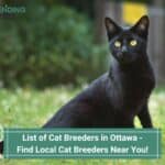 10 Best Cat Breeders in Ottawa - Find Local Cat Breeders Near You! (2022)