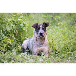 Manitoba-Underdogs-Rescue