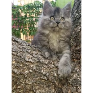 Mariama-Maine-Coon-Cats