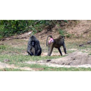 Misconceptions-About-Why-Monkeys-Have-Red-Bottoms