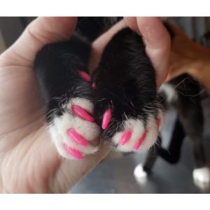 Nail-Caps Where Can I Declaw My Cat Free