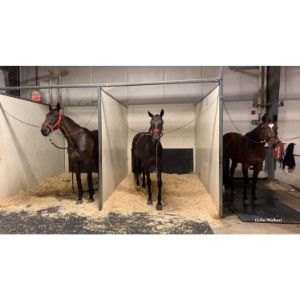 Ontario-Standardbred-Adoption