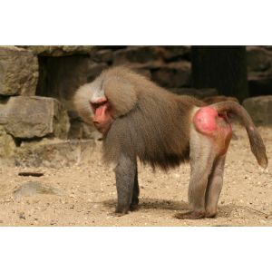Other-Monkeys-with-Red-Bottoms