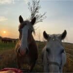11 Best Horse Rescues in Ontario, Canada! (2024)