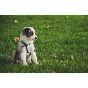 Places-to-Find-Free-Puppies-in-Indianapolis