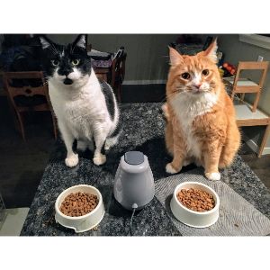 Processed-Cat-Food