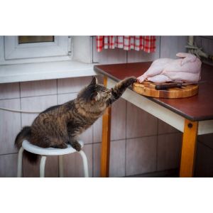 Protein-Requirements-for-Cats-With-Kidney-Disease