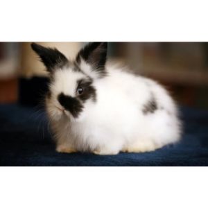 Rabbit-Breeds-and-Lifespan