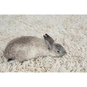 Rabbit-Died-Stretched-Out-6-Causes-of-Deaths