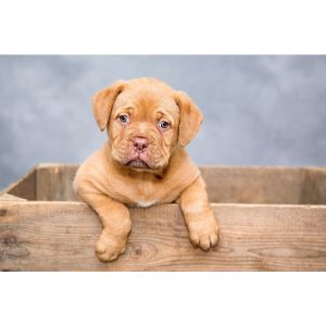 Should-You-Foster-a-Puppy-in-Indianapolis