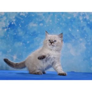 Siberian-Touch-Cattery