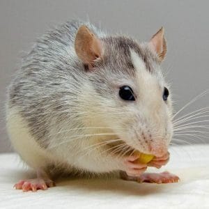 Signs-Of-Kidney-Problems-In-Rats
