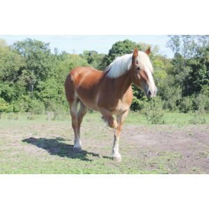 The-Horse-Sanctuary-At-Stonegate-Farm