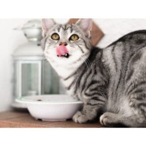What-Can-You-Not-Feed-a-Cat-With-Kidney-Disease