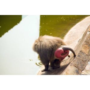 What-Causes-Red-Bottoms-in-Baboons
