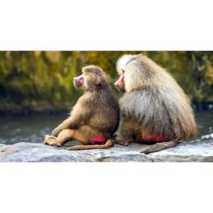 What-Causes-the-Red-Bottom-of-a-Baboon