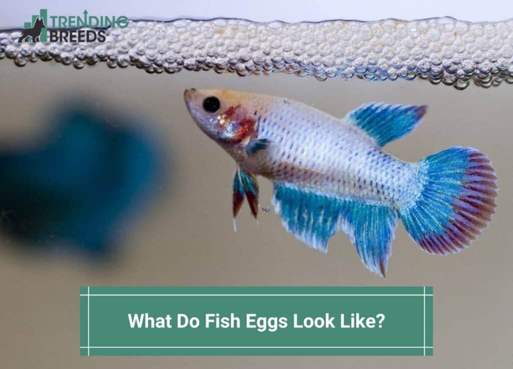 What-Do-Fish-Eggs-Look-Like-template