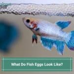 What Do Fish Eggs Look Like? (With Pictures) (2023)