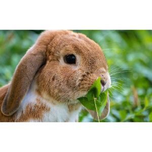 What-Happens-If-A-Rabbit-Doesnt-Eat-For-3-Days