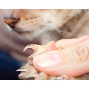 What-are-the-Benefits-and-Risks-of-Free-Declawing-My-Cat