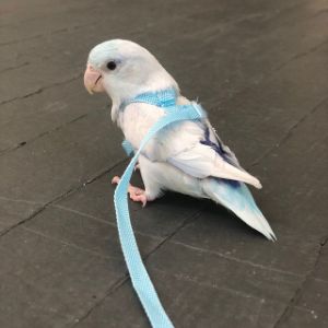 Why Do Birds Chirp at 3 am? Common Reasons! (2024)