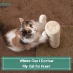 Where-Can-I-Declaw-My-Cat-for-Free-template