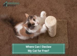 Where-Can-I-Declaw-My-Cat-for-Free-template