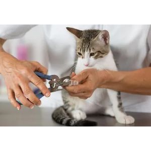 Where-Can-I-Declaw-My-Cat-for-Free