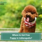 Where-to-Get-Free-Puppy-in-Indianapolis-template