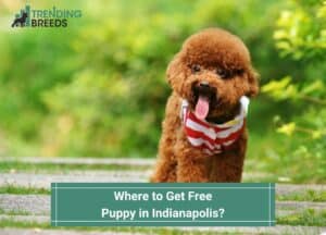 Where-to-Get-Free-Puppy-in-Indianapolis-template