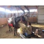 11 Best Horse Rescues in Ontario, Canada! (2023)