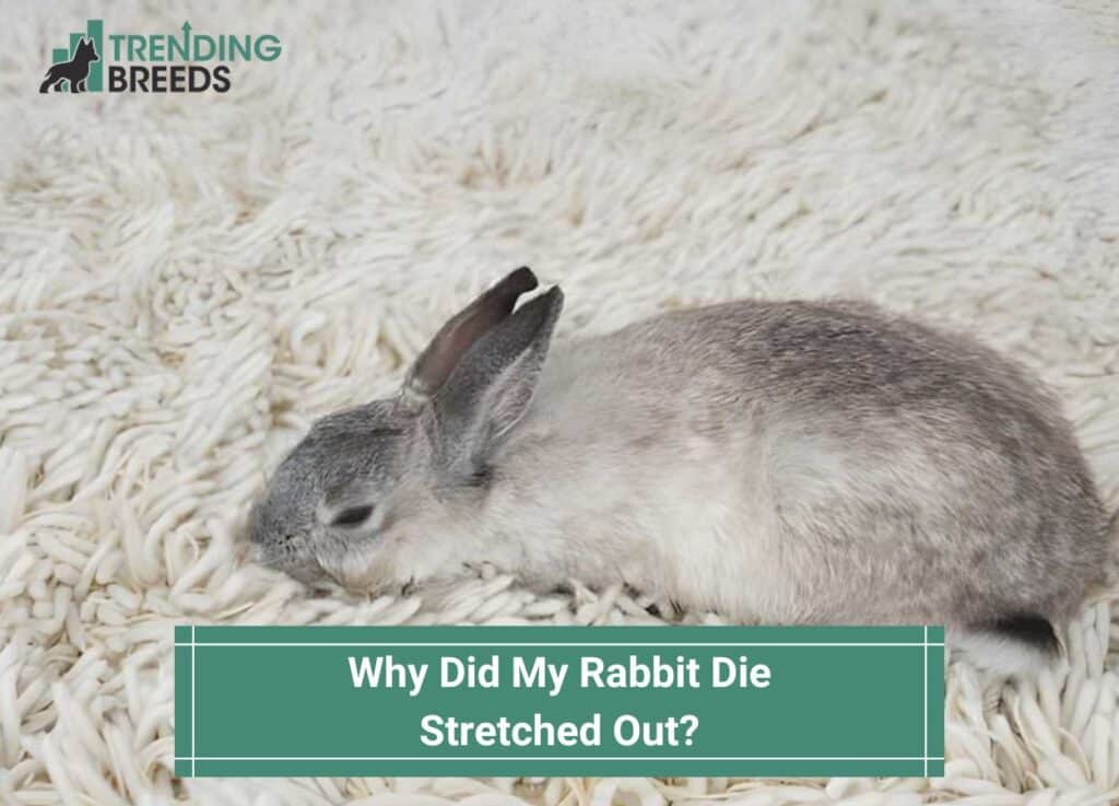 Why-Did-My-Rabbit-Die-Stretched-Out-template